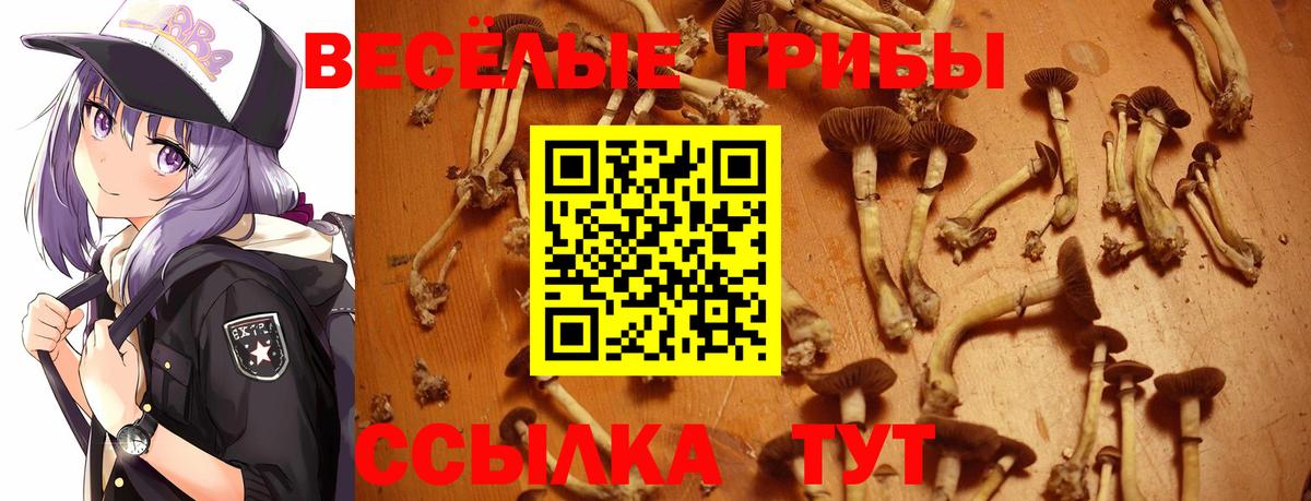 Псилоцибиновые грибы Cubensis Орёл